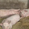 African swine fever appears in Hoa Binh
