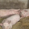 Fake news on african swine fever will be punished