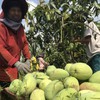 Mangoes grown under Vietgap standards achieve high sales