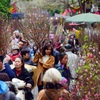 Hanoi to open 51 spring flower markets ahead of Tet