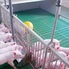 Stabilising pork prices