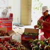 Vietnamese enterprises contribute to Vietnam - Australia trade