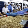 Vietnam remains world leading exporter of cashew nuts