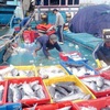 Khanh Hoa’s tuna fishermen net high profits