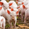 Vietnam to import live pigs to cut live hog prices at home
