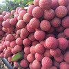 Japanese experts to inspect fresh lychee exports in Vietnam
