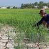 VND530 billion earmarked for drought, saltwater intrusion prevention in Mekong Delta region