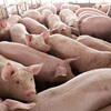 Vietnam in process to import live pigs from Thailand