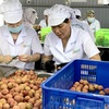 Hai Duong exports first batch of “thieu” lychee to Japan