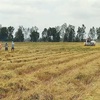Bac Lieu expands cultivation of world’s best rice varieties