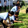 Japanese organisation provides aid to develop organic agriculture in Dong Thap