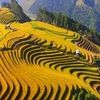 Festival exploring Mu Cang Chai terraced fields slated for August 29-October 18