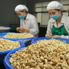 Vietnam needs concrete measures to boost cashew exports