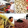 Affirming Vietnamese agricultural products’ value