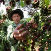 118,202ha of old coffee trees replaced in Central Highlands