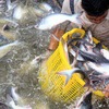 Việt Nam to fall short of fisheries export target