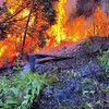 Forest fire in Vĩnh Phúc extinguished