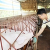 Đồng Nai begins to repopulate pig herds after Africa swine fever epidemic