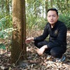 Forest plantations lift Phú Thọ farmers' lives for good