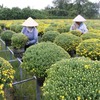 Mekong Delta farmers expect good harvest of Tết flowers