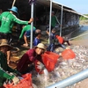 Tra fish exports likely to recover this year