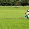 Kiên Giang farmers guaranteed outlets for high-quality rice