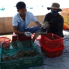 Ninh Thuận works towards sustainable sea-based aquaculture