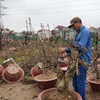 Peach blossom farmers back to work after Tết