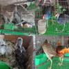 Việt Nam to keep close eye on wildlife import, sale