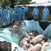 Việt Nam, US jointly develop vaccine against African swine fever
