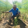 Vietnamese asparagus could enter Australian market this month