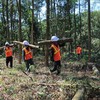 Việt Nam needs more trees: experts