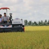 First batch of Vietnamese rice exported to UK under UKVFTA