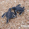 Sea turtles protected at Nui Chua National Park