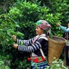 Vietnam wins big tea contract with Malaysian partner