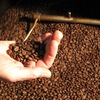 Spain increases imports of Vietnamese coffee