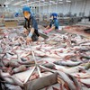 Tra fish exports forecast to grow well