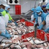 Improving the quality of tra fish production and processing