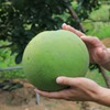 US allows import of Vietnam's pomelos