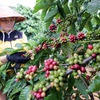 Focusing on increasing coffee’s export value