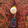 Bac Giang exports 15 tonnes of lychees to Japan
