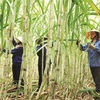 Hoa Binh province ships second batch of fresh sugarcane to U.S