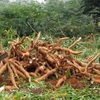 Cassava exports rise sharply in four months