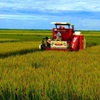 Quang Binh farmers enjoy bumper rice crop