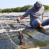 Bà Rịa – Vũng Tàu farmers expand breeding of Pacific oysters