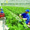Vietnam eyes green and sustainable agriculture