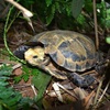 Endangered turtles, tortoises found in Thanh Hoa nature reserve