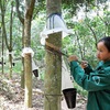 Rubber sector needs to enhance its competitiveness