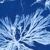 Cyanotype: Old photographic technique turns into art