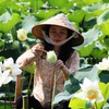 White lotus flowers thrive again in Tinh Tam lake